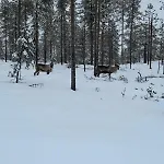 Honkamaja, Aavasaksa, Lappi, Lapland Dağ evi Aavasaksa