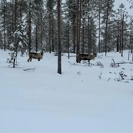 Honkamaja, Aavasaksa, Lappi, Lapland Alpehytte Aavasaksa